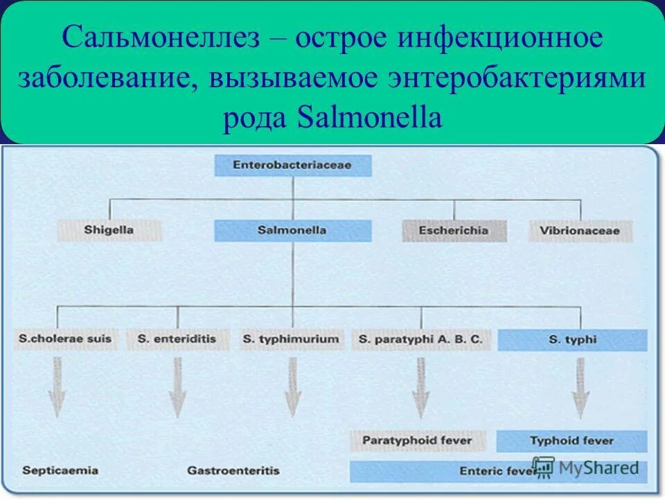 Характеристика сальмонеллеза. Сальмонеллез схема. Пути передачи инфекции при сальмонеллезе. Сальмонеллез механизм передачи. Эпидемиологическая цепочка сальмонеллеза схема.