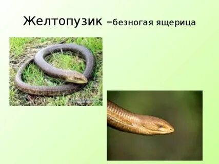 Есть ли у безногой ящерицы ядовитые железы