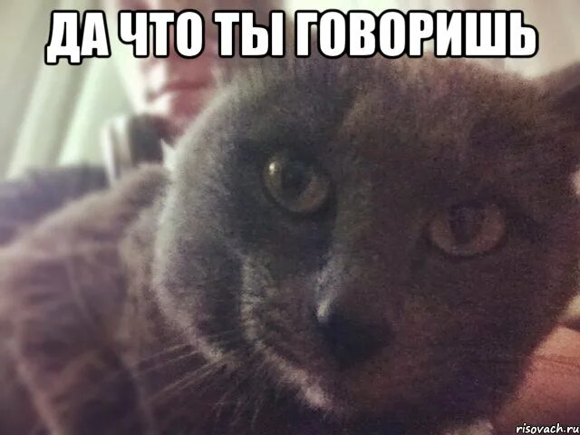 Кот говорит а мем. Ты быканул или мне показалось мем с котом. Ты кот. Кот говорит а мем. Кот говорит да.