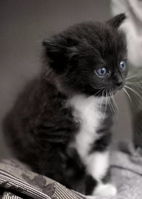 Маленький черный белый котенок. Котенок черно-белый. Котята чёрно белые. Котята черно белые пушистые. Черный котенок.