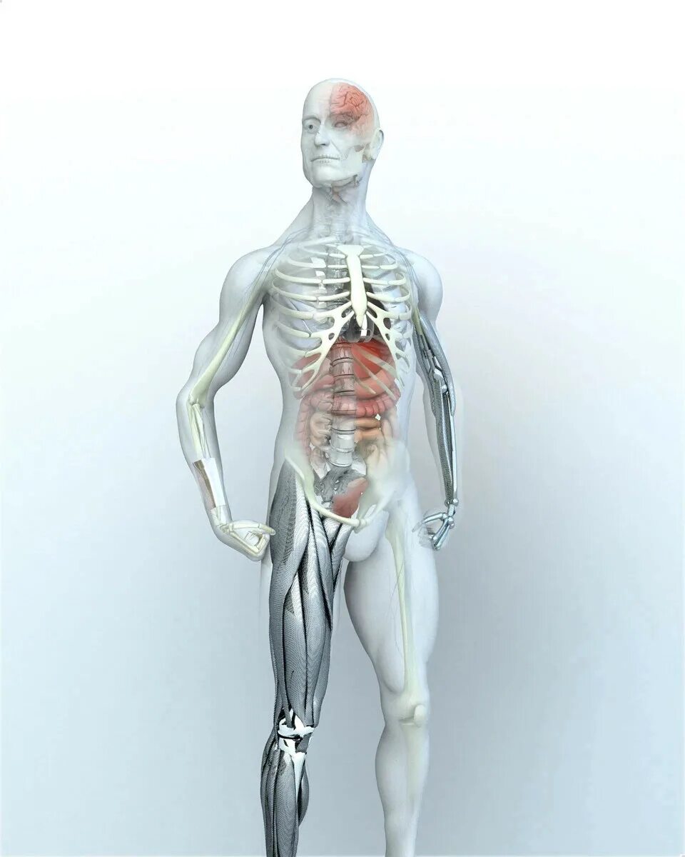Модель органов человека. Организм человека. Тело человека.
