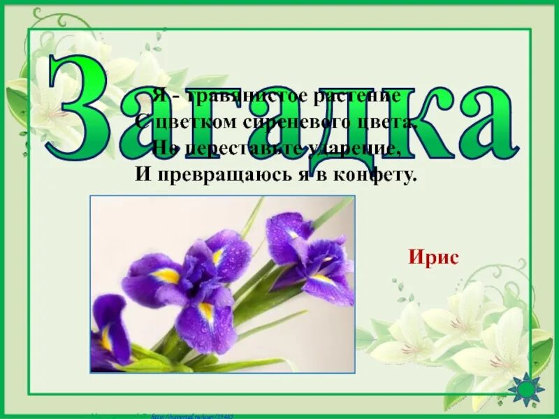 Цветы ирисы ударение. Я травянистое растение с цветком сиреневого цвета. Загадка про Ирис цветок. Ирис Ирис ударение.