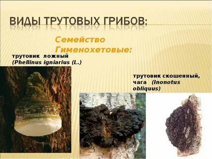 Как отличить чагу от трутовика