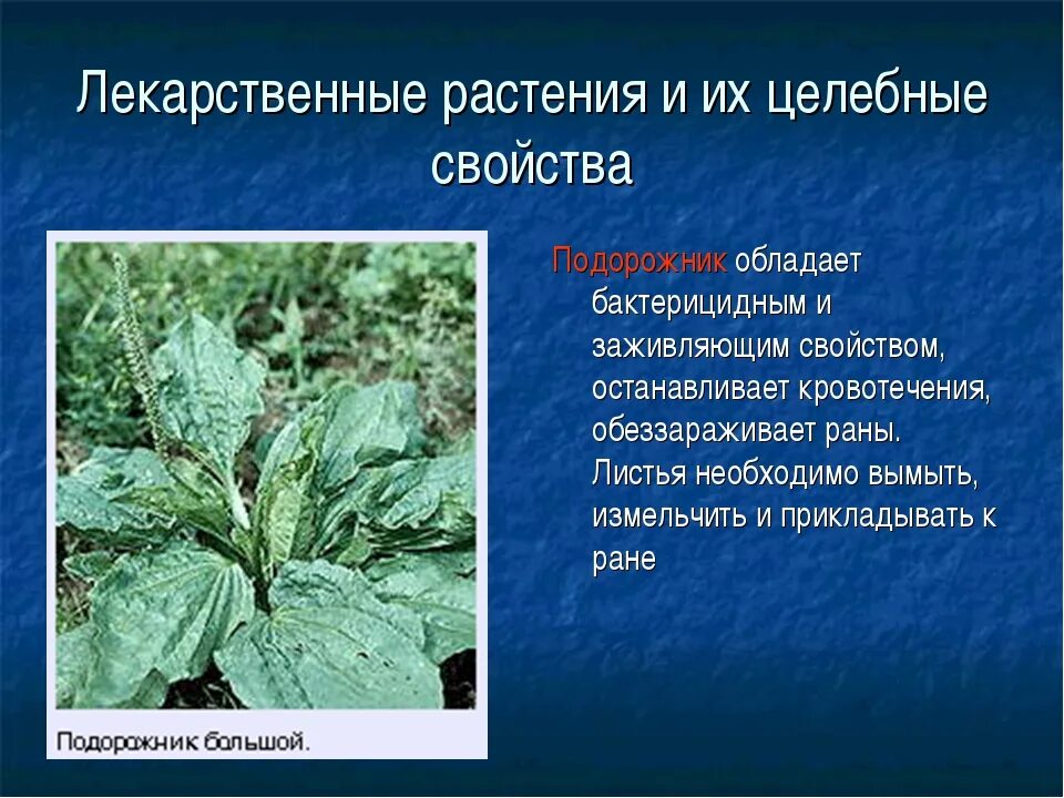 Подорожник его лечебные. Подорожник. Лекарственные травы подорожник. Полезное растение подорожник. Свойства лекарственных растений.