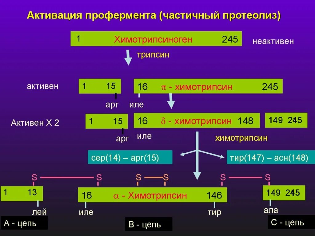 Активаторы ферментов частичный протеолиз. Активация ферментов путем ограниченного протеолиза. Активация химотрипсиногена. Активация ферментов путем частичного протеолиза.