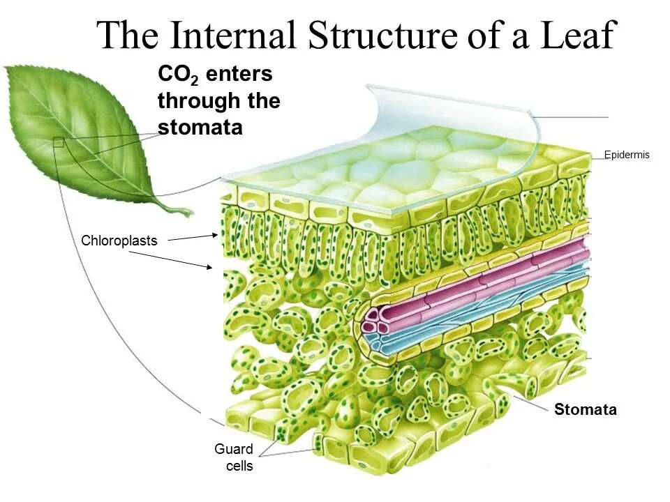 Internal structure. Кутикула эпидермиса клетки растения. Кутикула листа под микроскопом. Строение листа кутикула. Кутикула на листьях растений.