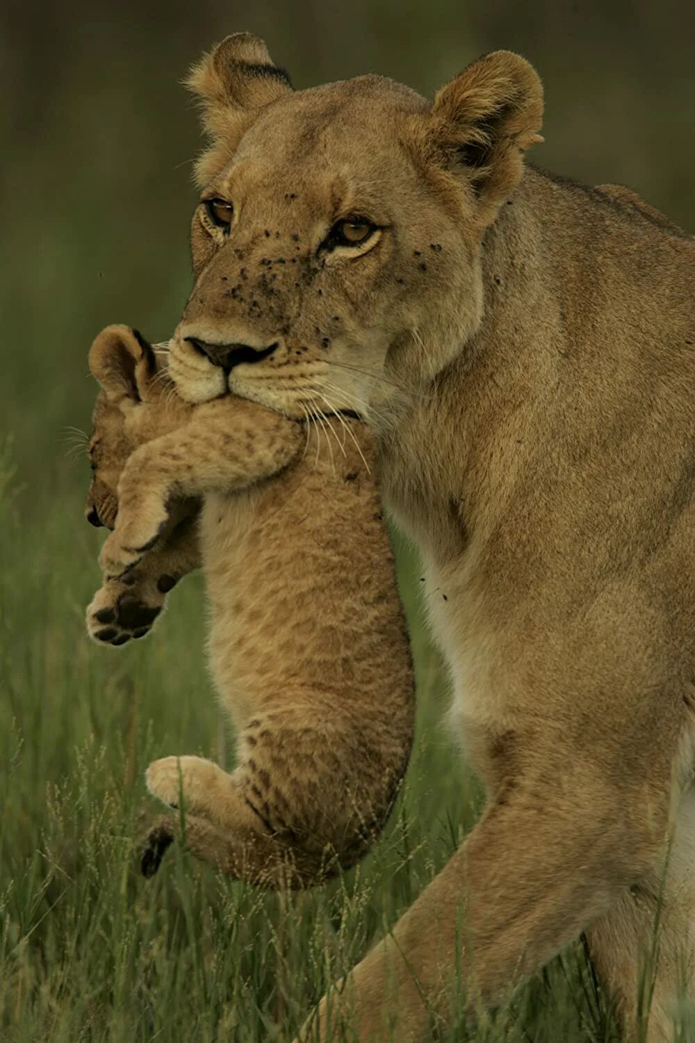 Львица в траве. Лев 2011. Лев документальный фильм. Последние львы фильм 2011. Последние львы 2011.