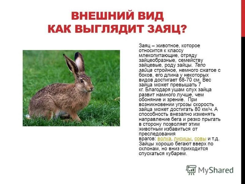 заяц русак питается. зайцы относятся к животным. заяц русак летом. отряд зайцеобразные семейство заячьи. сочетаемость слова заяц.