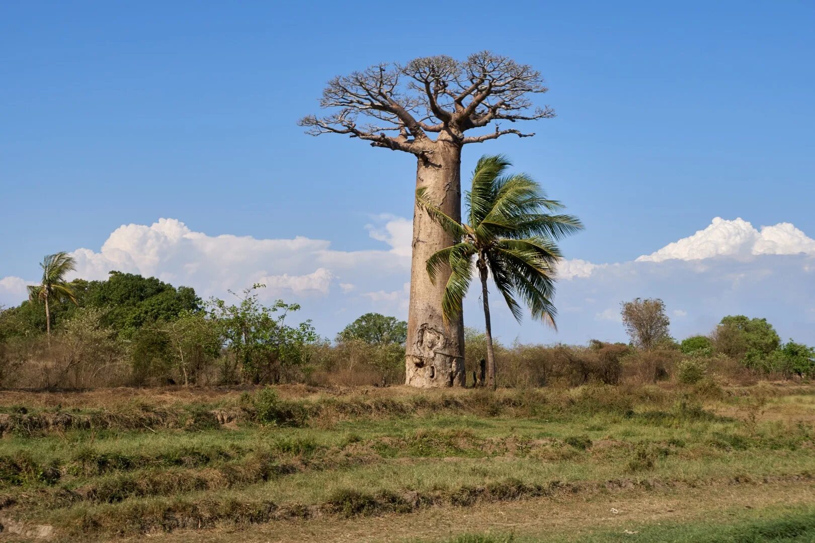 Для какой природной зоны характерно дерево баобаб. Остров баобабов Гамбия. Баобаб Грузия. Баобабы Дакар. Баобаб Африканский плоды.