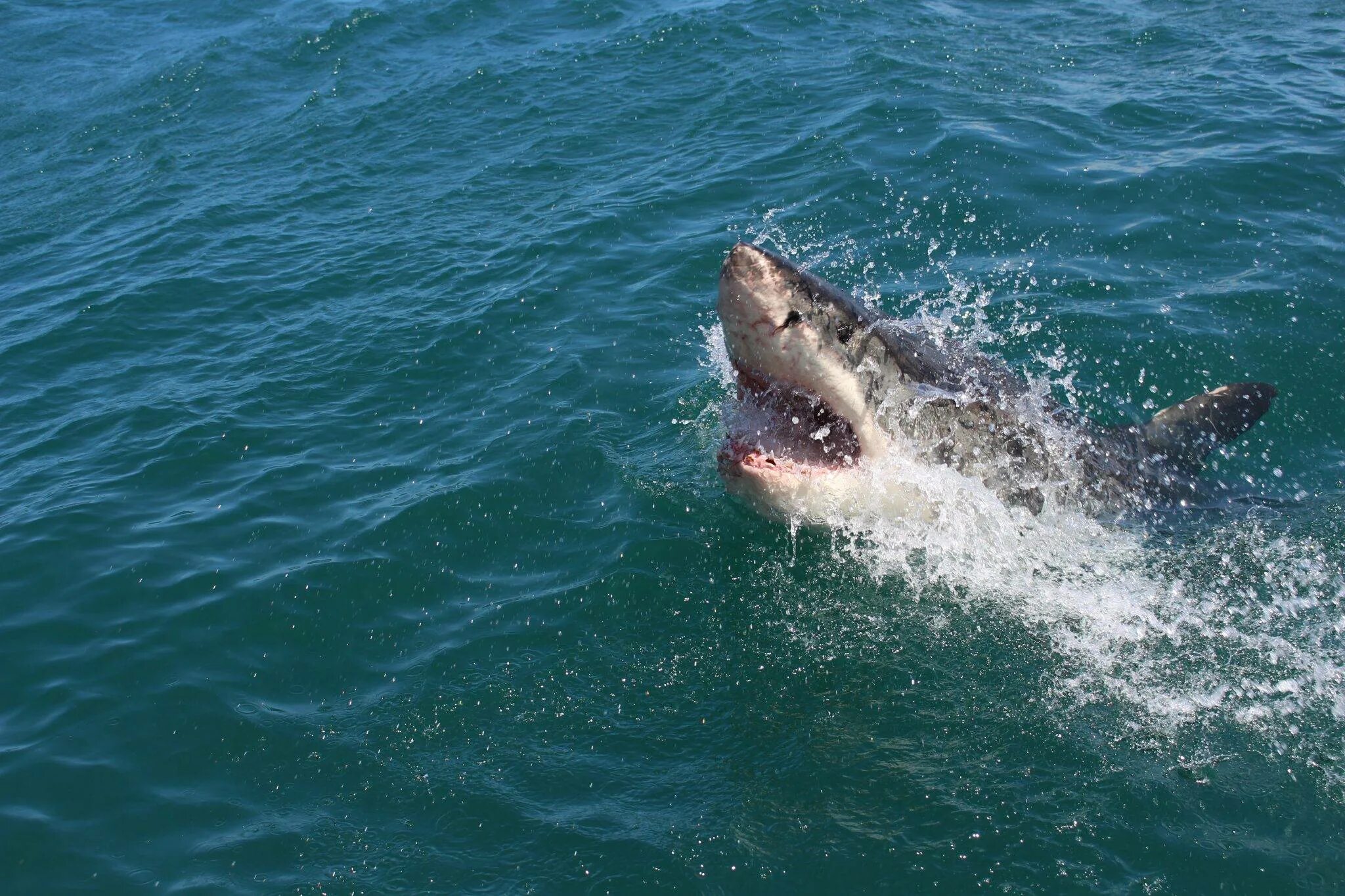 Обитают ли акулы. Катран акула черного моря. Акула Катран в черном море нападение. Черноморская акула Катран фото. Нападение акулы в Хургаде 2023.