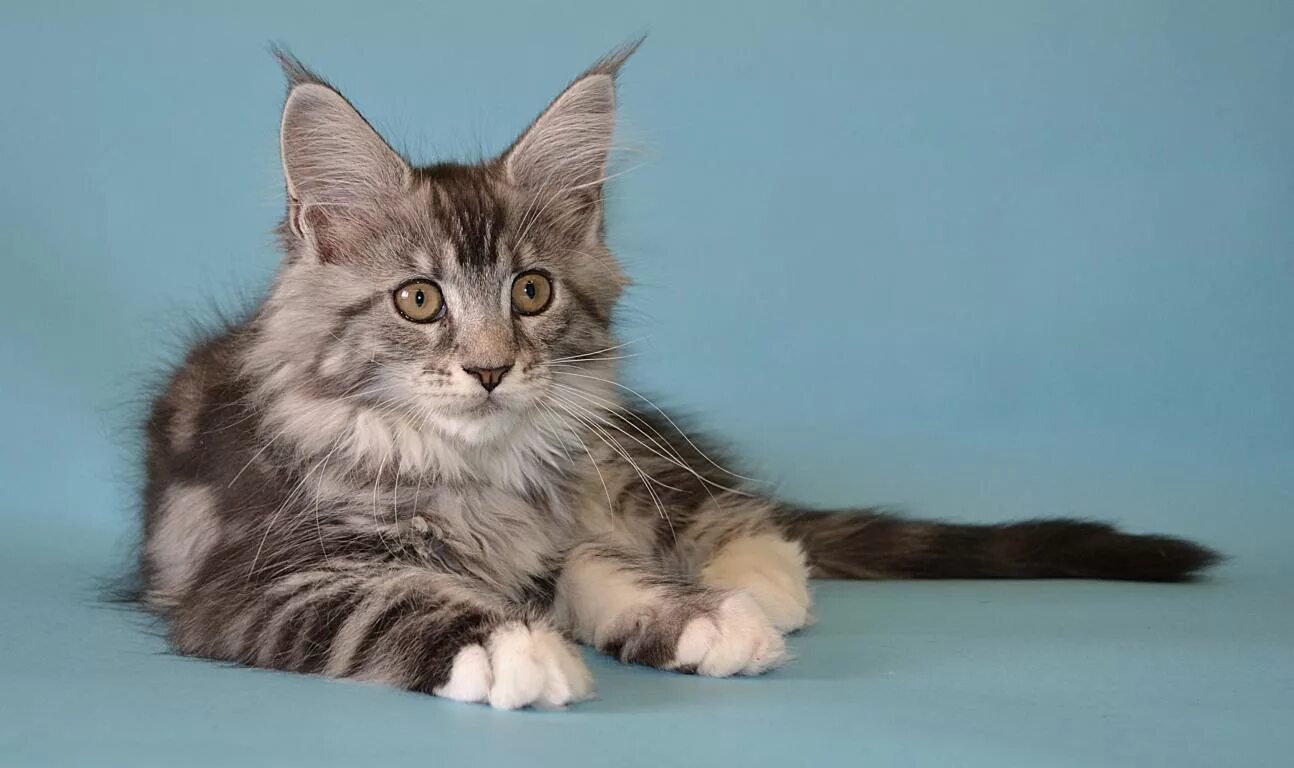 отдают мейн кунов. отдают мейн кунов. мейн кун голубого окраса. отдают мейн кунов. фото наши фото покажите.