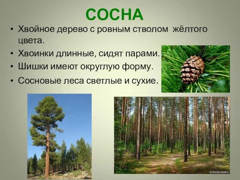 Лесом каким хвойным. Сосна описание. Сведения о хвойных деревьях. Проект хвойные деревья. Проект про сосну.