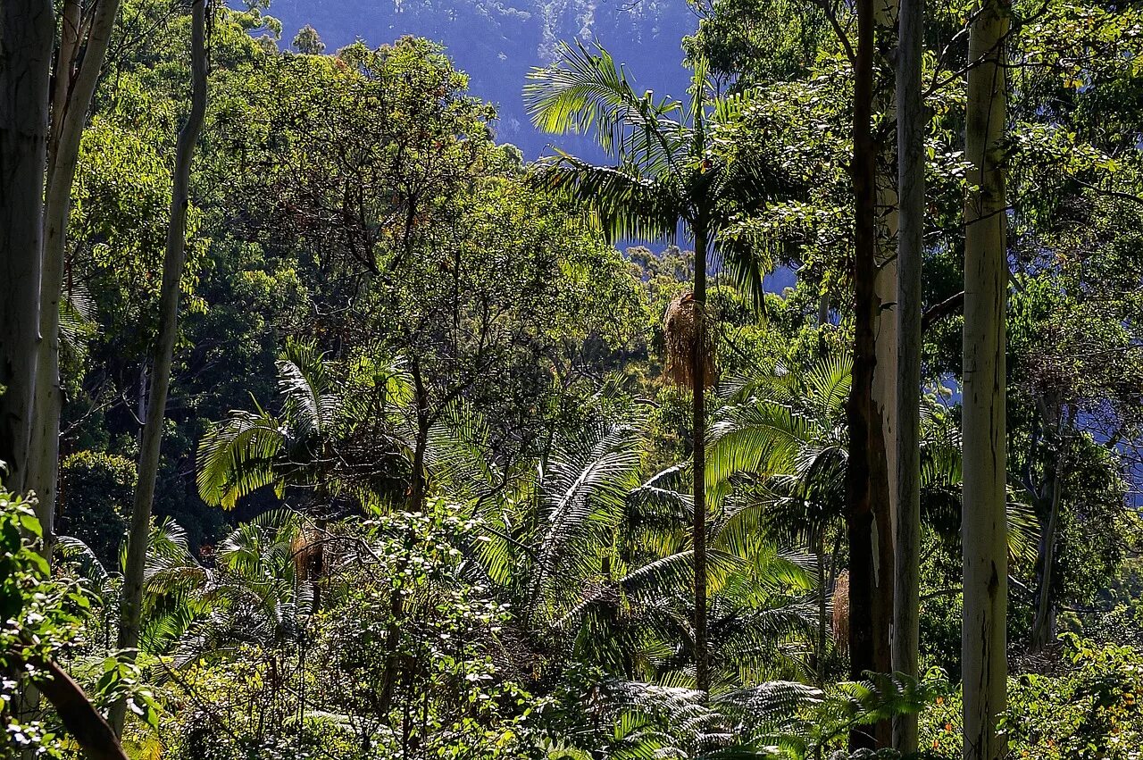 Дождевые леса Австралии. Эвкалиптовые леса субтропиков Австралии. Сухие тропические листопадные леса Африки. Дождливые тропические леса Австралии.