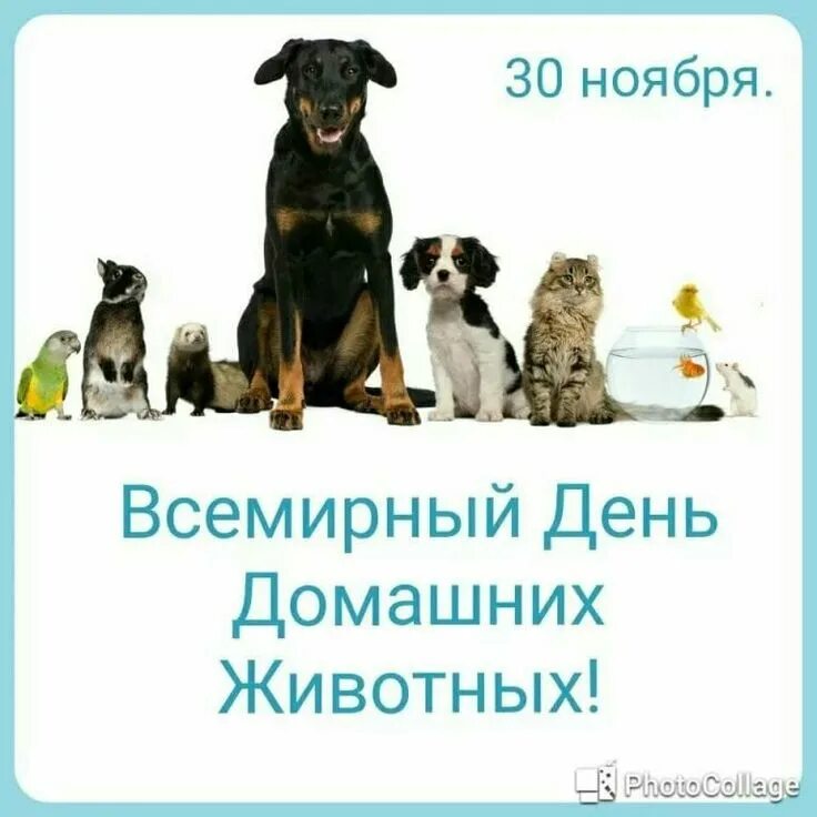 Какой праздник животных. Всемирный день защиты животных.