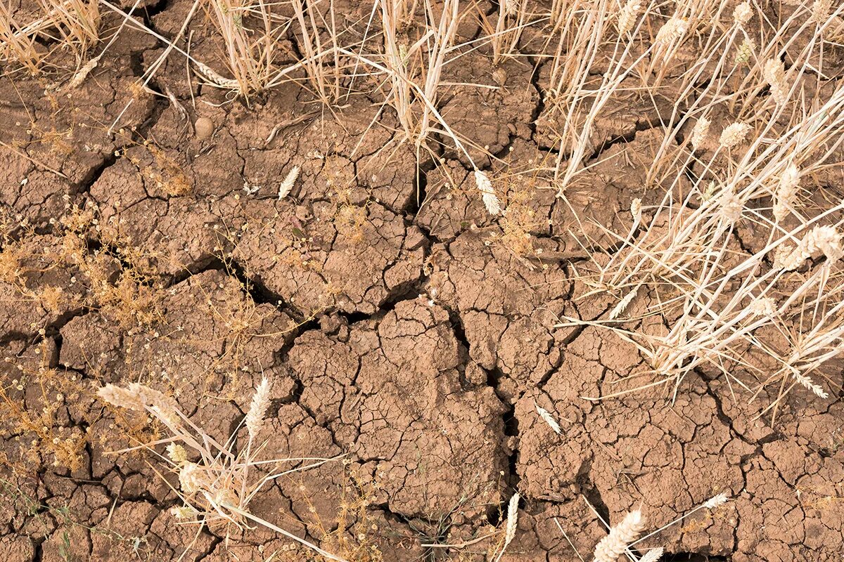 Солонцеватые почвы. Земля почва. Слабощелочная почва. Закисление почвы. Неприятный почва