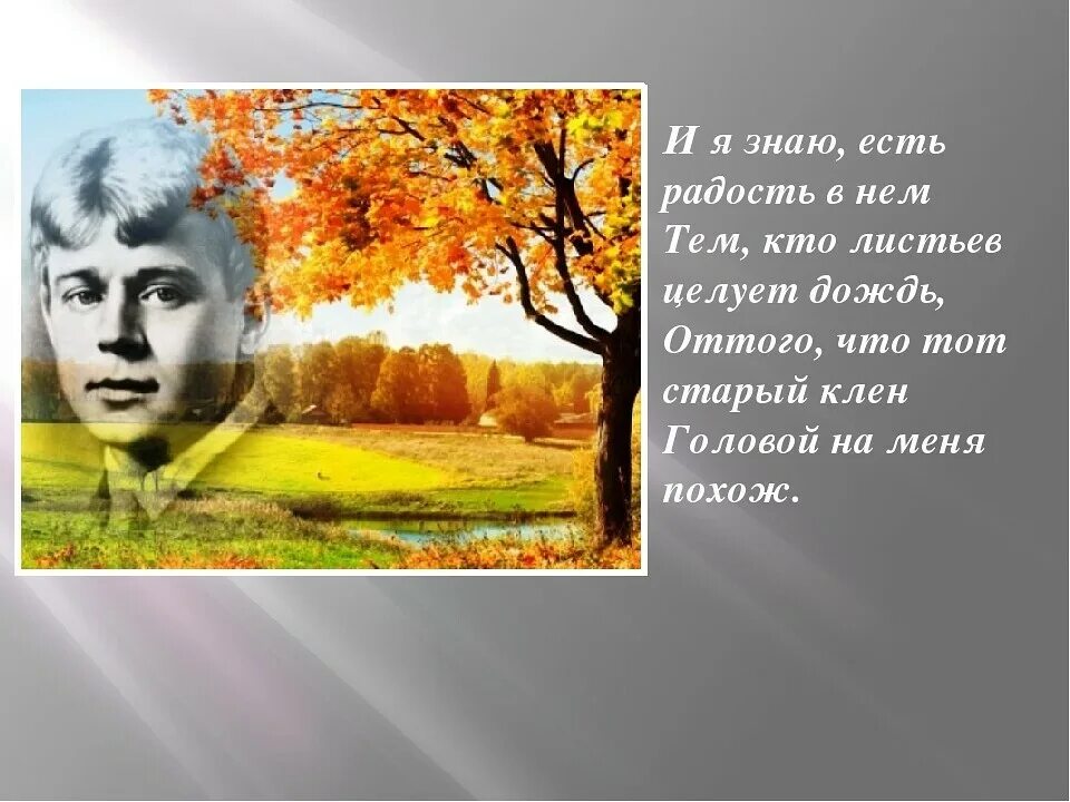 Я покинул родимый дом. Я покинул родимый дом Есенин. Старый клен Есенин. И Я знаю есть радость в нем тем кто листьев целует дождь. Старый клен головой на меня похож.