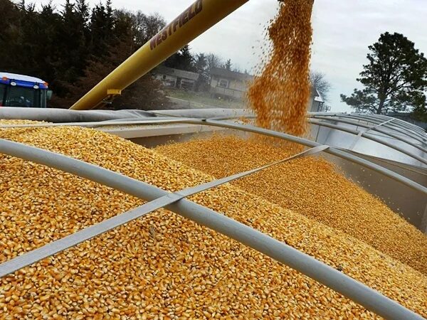 Экспорт зерна. Зерно Россия. Экспорт пшеницы из России в Ирак.