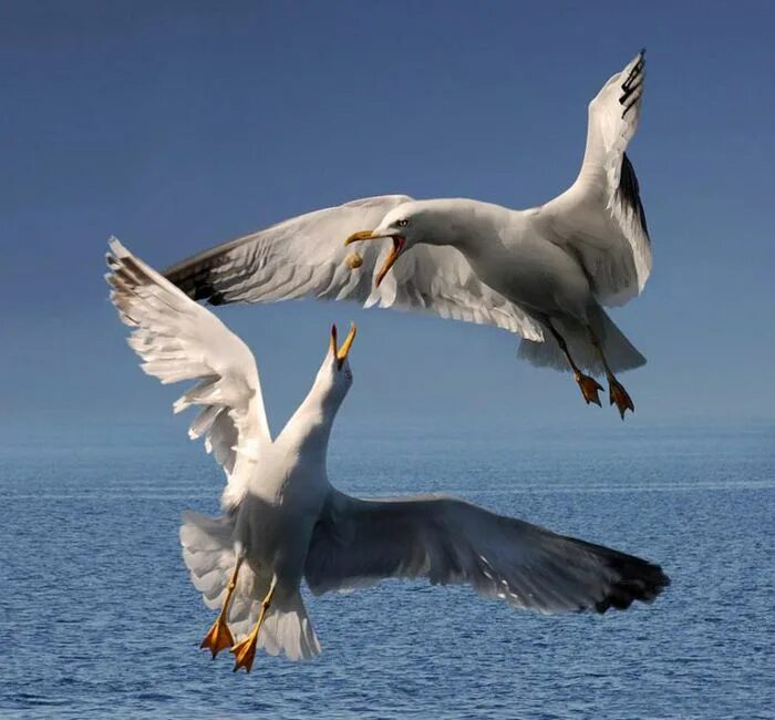 Среди пернатых. Перепел куропатка , жаворонок и дрофа это кто? ответ. Животные и птицы. Среди пернатых. Орел на ветке.