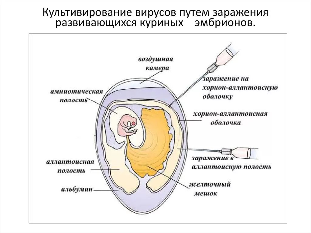 Вакцина яйца. Заражение куриного эмбриона вирусом герпеса. Методика заражения куриного эмбриона. Заражение куриного эмбриона вирусом гриппа. Строение куриного эмбриона микробиология.