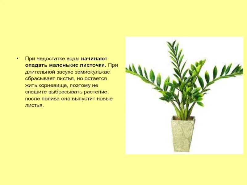 Почему замиокулькас не выпускает новые. Строение листа замиокулькаса.