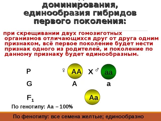 Аавв полное доминирование. Схема скрещивания 1 закон Менделя. Первый закон Менделя закон единообразия гибридов первого поколения. Единообразие гибридов первого поколения. Закон единообразия гибридов первого поколения.