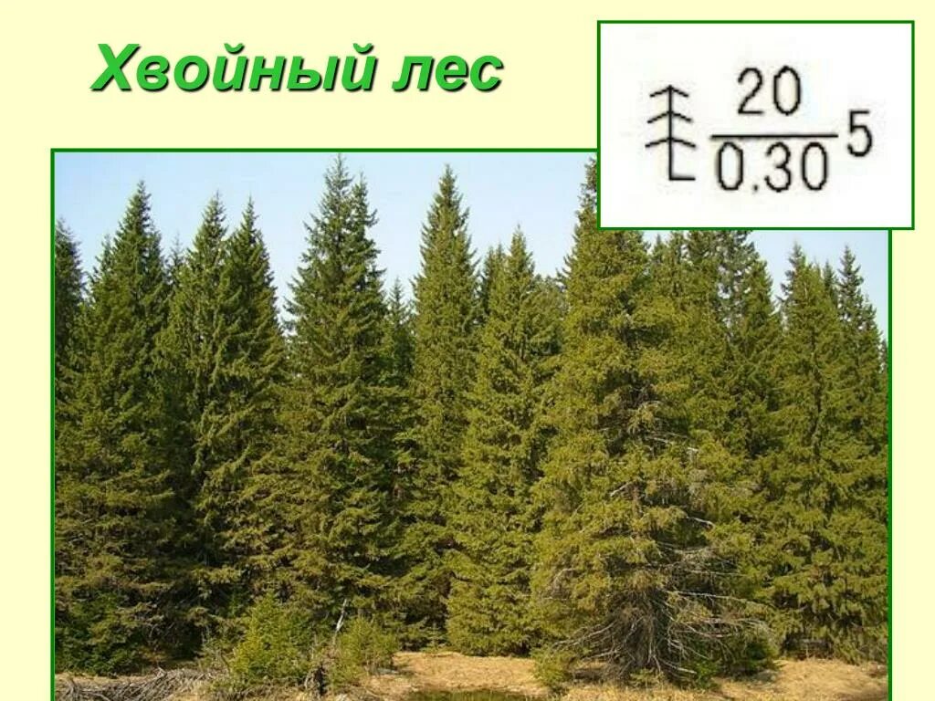 Где находится хвойный. Хвойный лес на карте. Зона хвойных лесов. Хвойные леса расположение. Презентация еловый лес.