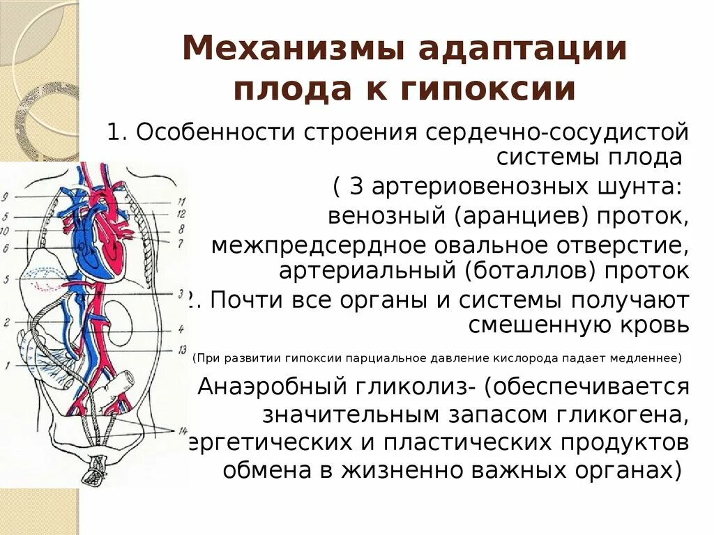 Механизмы адаптации организма к гипоксии. Механизмы адаптации к гипоксии. Механизмы адаптации плода. Адаптация плода к гипоксии.