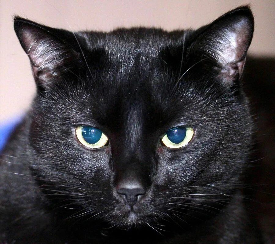 Порода черной кошки с желтыми глазами. Турецкая ангора черная. Чёрный кот. Черные коты. Черные породистые кошки.