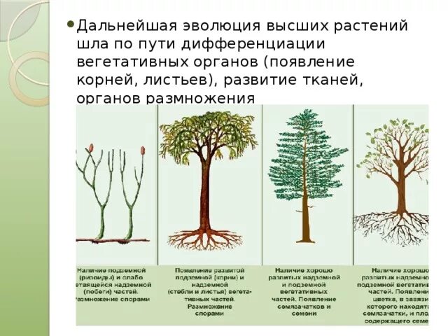 Эволюция появления растений. Происхождение высших растений. Эволюция высших растений. Эволюция тканей и органов растений.