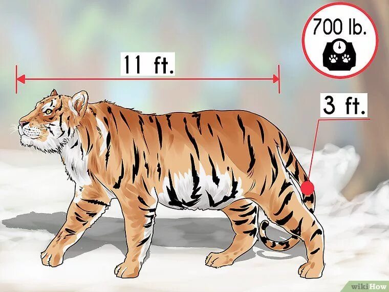 Какая длина тигра. Размеры тигра. Амурский тигр Размеры. Вес Амурского тигра. Анатомия Амурского тигра.