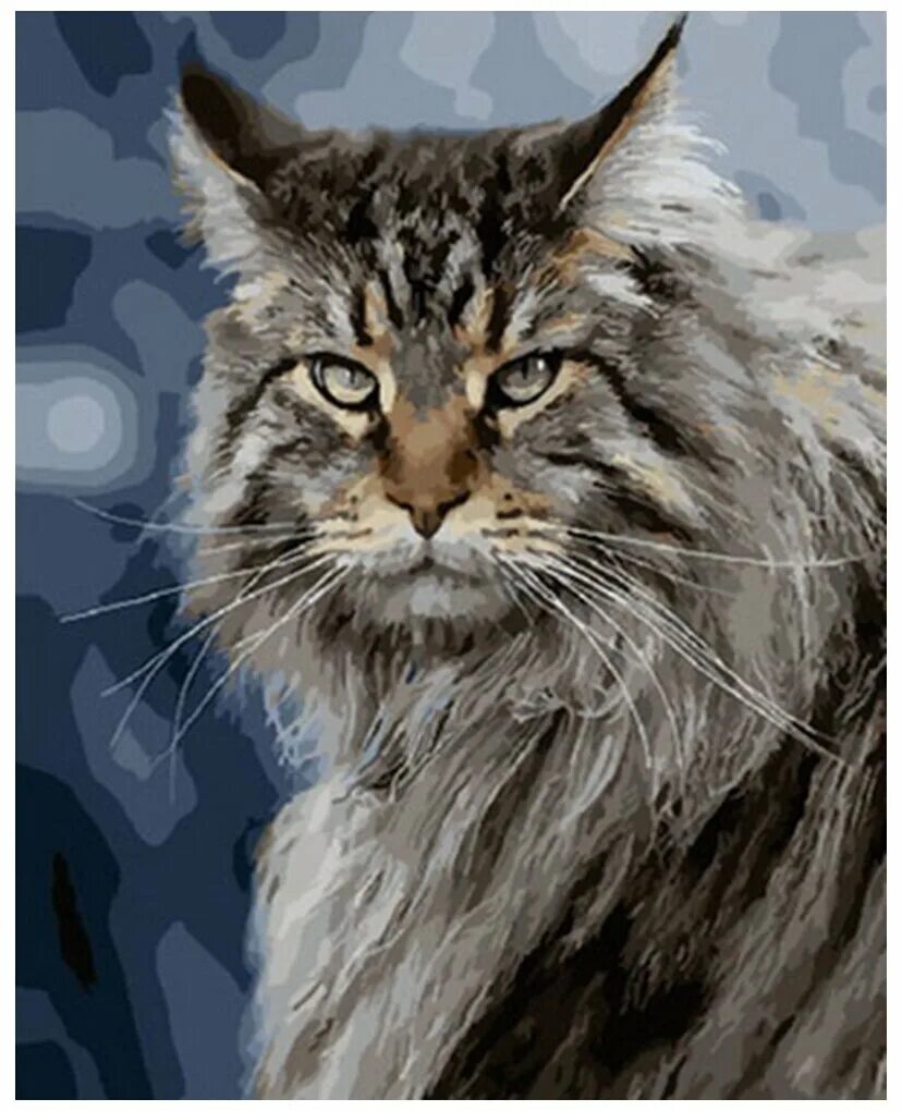 This is NOT Norwegian forest cat, And this is Altayskye Fluffy cat, Fluffy cat b