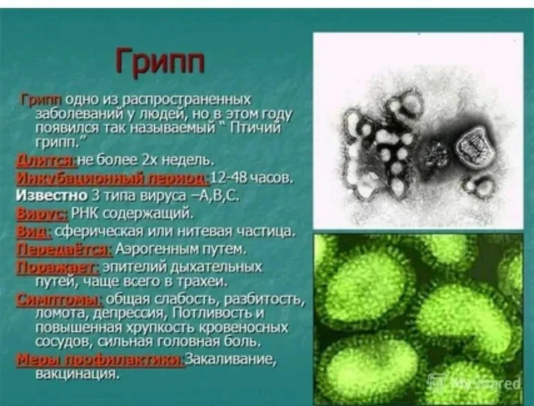 Вирус гриппа заболевания. Бактерии вирусы болезни болезни. Заболевание которое вызывает вирус гриппа. Вирусы болезни вызываемые вирусами. Инфекции вызванные простейшими