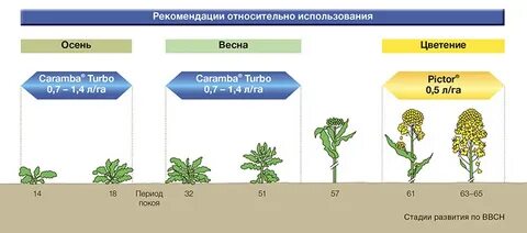 Фаза цветение