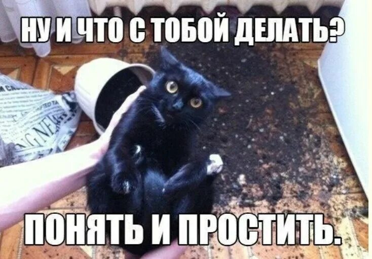 Пойми прости читать. Понять и простить кот. пойми и прости. кот простите. понять и простить прикол.