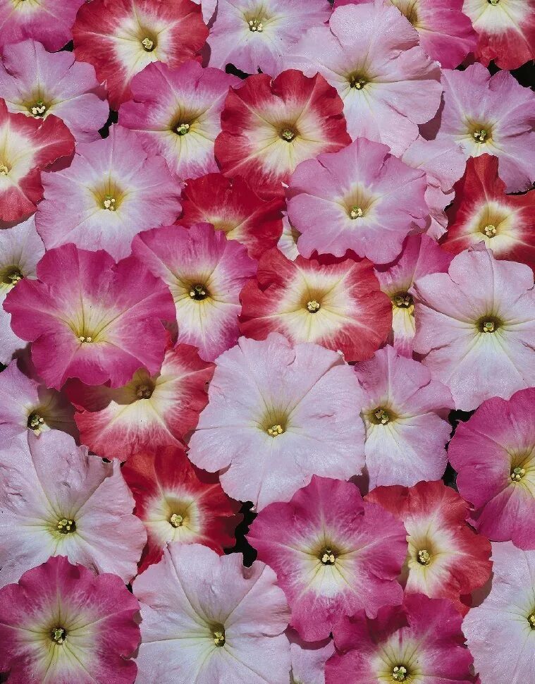 Петуния мультифлора селебрити. Петуния мультифлора селебрити блю. Петуния мультифлора селебрити блю. Петуния мультифлора май лав оранж ред. Петуния мультифлора селебрити плам айс.