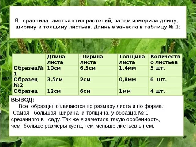 Сколько лист взять. Лист таблица. Измеряемые параметры растений. Размеры листьев. Размеры растений таблица.