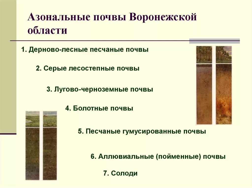 Какие почвы относятся к азональным типам подзолистые. Почвы Воронежской области чернозем кратко. Почвы Воронежской области 4 класс. Основные сведения о почвах. Типы почв Воронежской области.