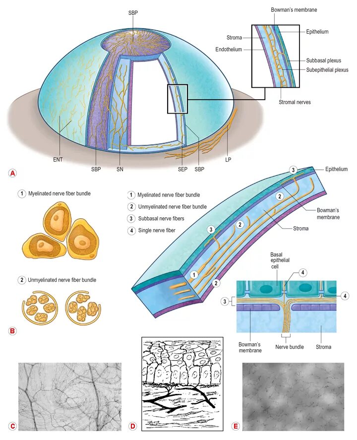 послойное строение глаза. иннервация роговицы. иннервация органа зрения. строение эпителия роговицы. кровоснабжение глазного яблока анатомия.