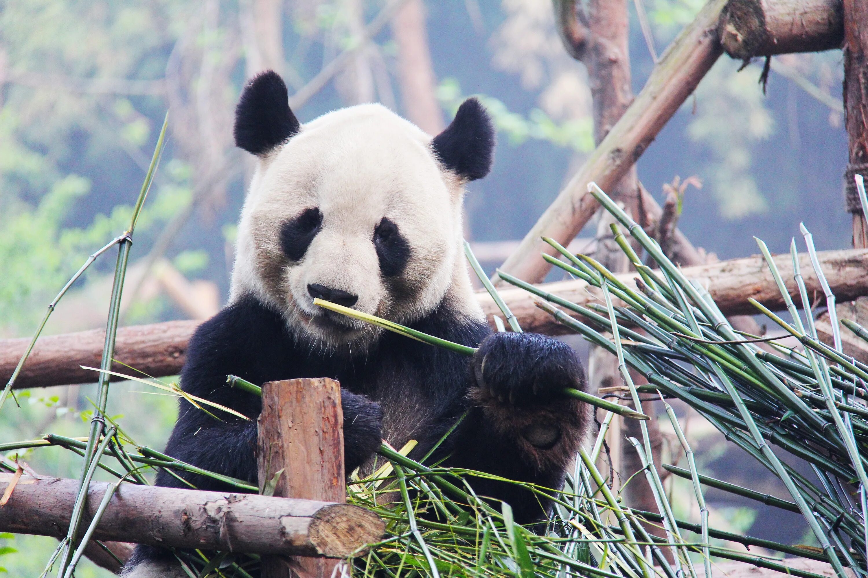 Фауна китая московский зоопарк. Китай Панда бамбук. Сычуань резерваты Панда. Резерваты большой панды. Животные Азии Панда.