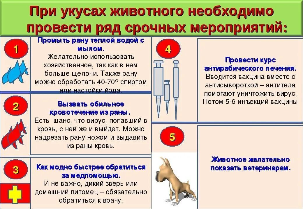 Чем обрабатывать рану после укуса. Первая помощь при укусе животного алгоритм. Оказание первой помощи при укусе собаки. Первая помощь при укусе собаки алгоритм. Алгоритм действий при укусе собаки.