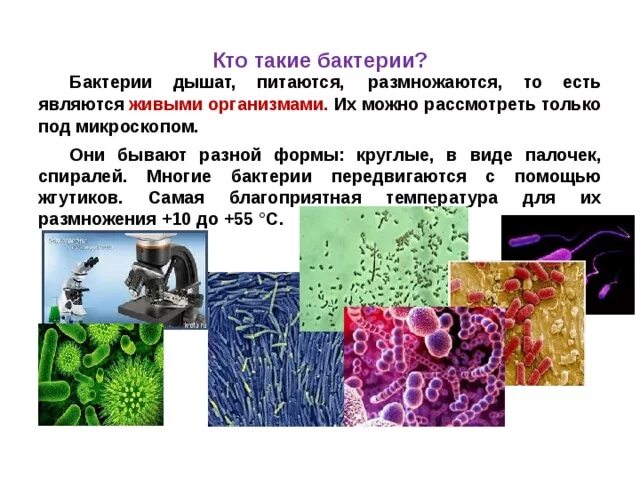 Бактерии сообщение кратко. Бактерии доклад 3 класс окружающий. Бактерии по окружающему миру 3 класс. Сообщения на темы : " "болезнетворные бактерии" полезные бактерии". Доклад про бактерии 2 класс.