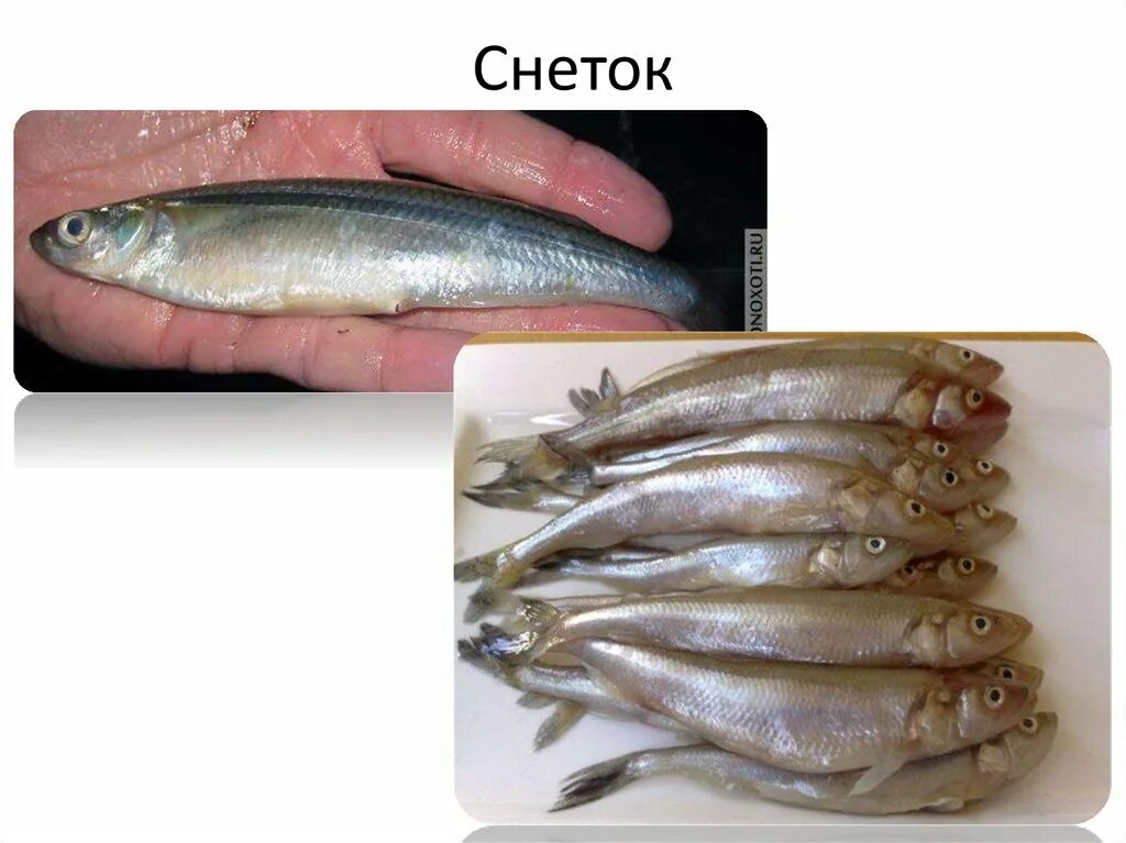 огурец корюшка описание. огурец корюшка описание. огурец пять звезд f1. строение рыбы семейства корюшковых. корюшка размер рыбы.