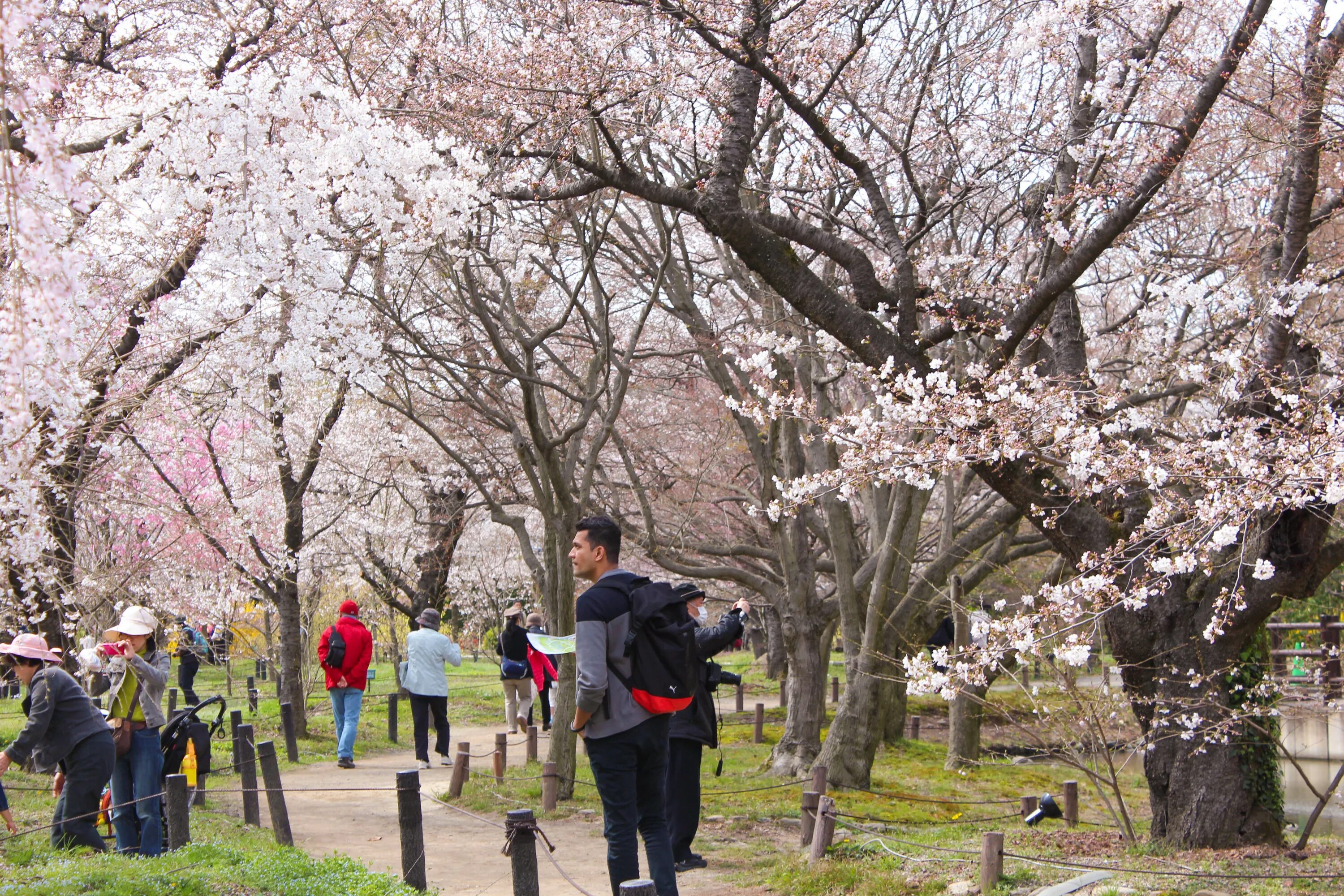 Цветение сакуры в ботаническом саду. Весенняя эстетика бтс. Печален мир даже когда расцветает вишня. Когда зацветет сакура бтс. Сакура эстетика бтс.