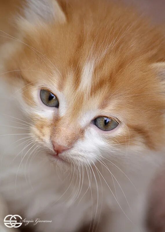 рыжий котёнок. рыжик геншин. привет рыжик. рыжик умывается. рыжик-млечник.