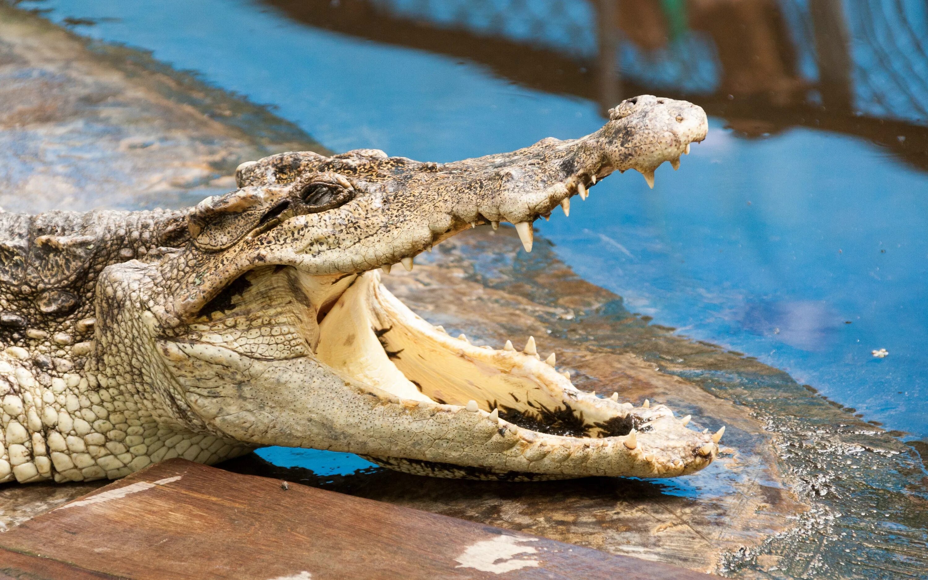Австралийский узкорылый крокодил. Узкорылый крокодил Индия. Нильский крокодил. Гребнистый крокодил.