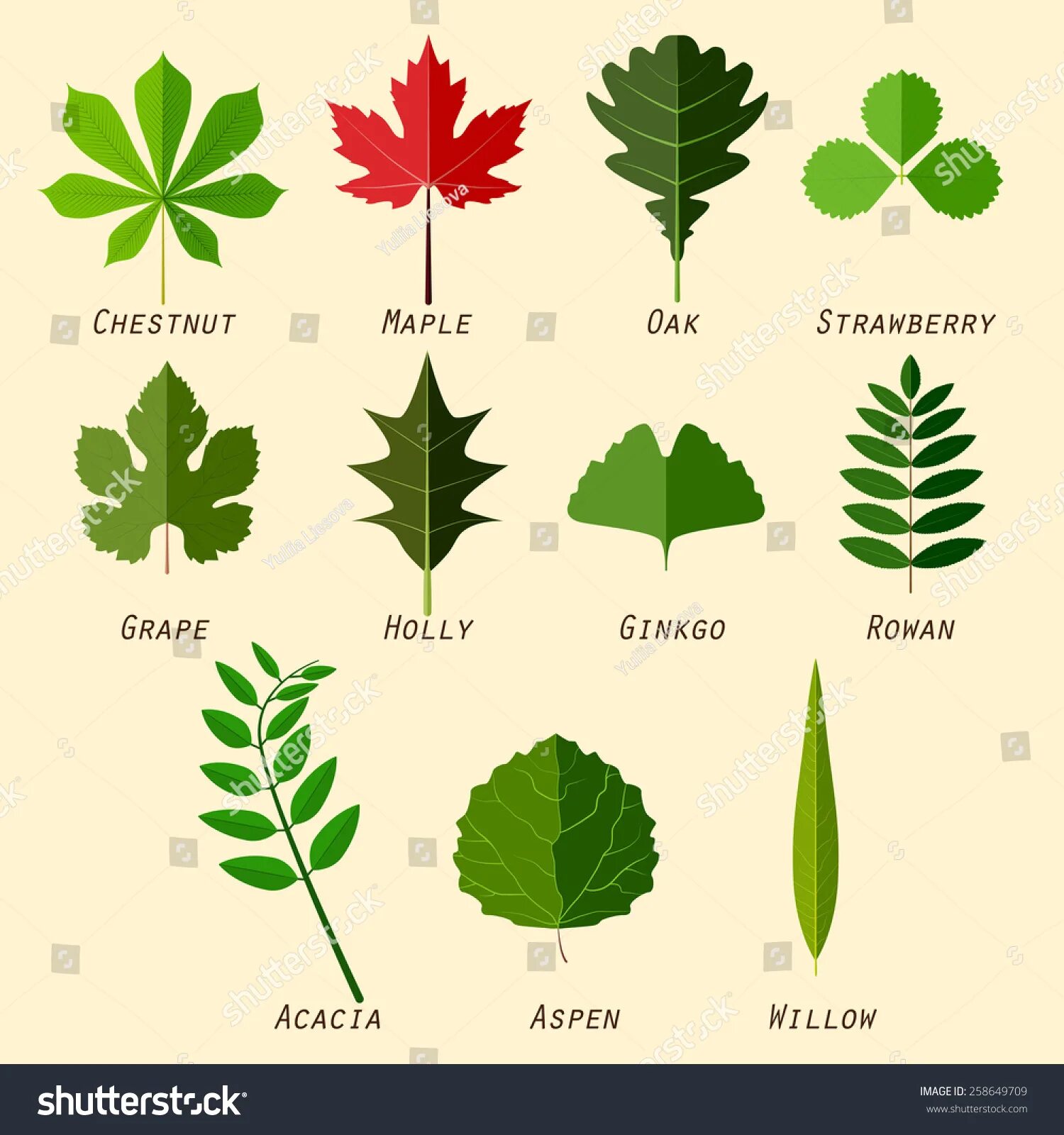 Определить название листьев деревьев. Листья деревьев и кустарников. Листы деревьев и их названия. Название листьев. Название деревьев по листьям.