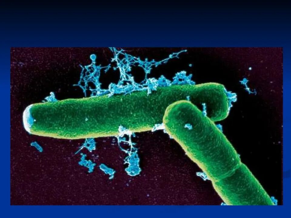 Xanthomonas бактерии. Бацилла антрацис. Сибирская язва возбудитель вирус. Bacillus anthracis микробиология. Bacillus anthracis патогенность.