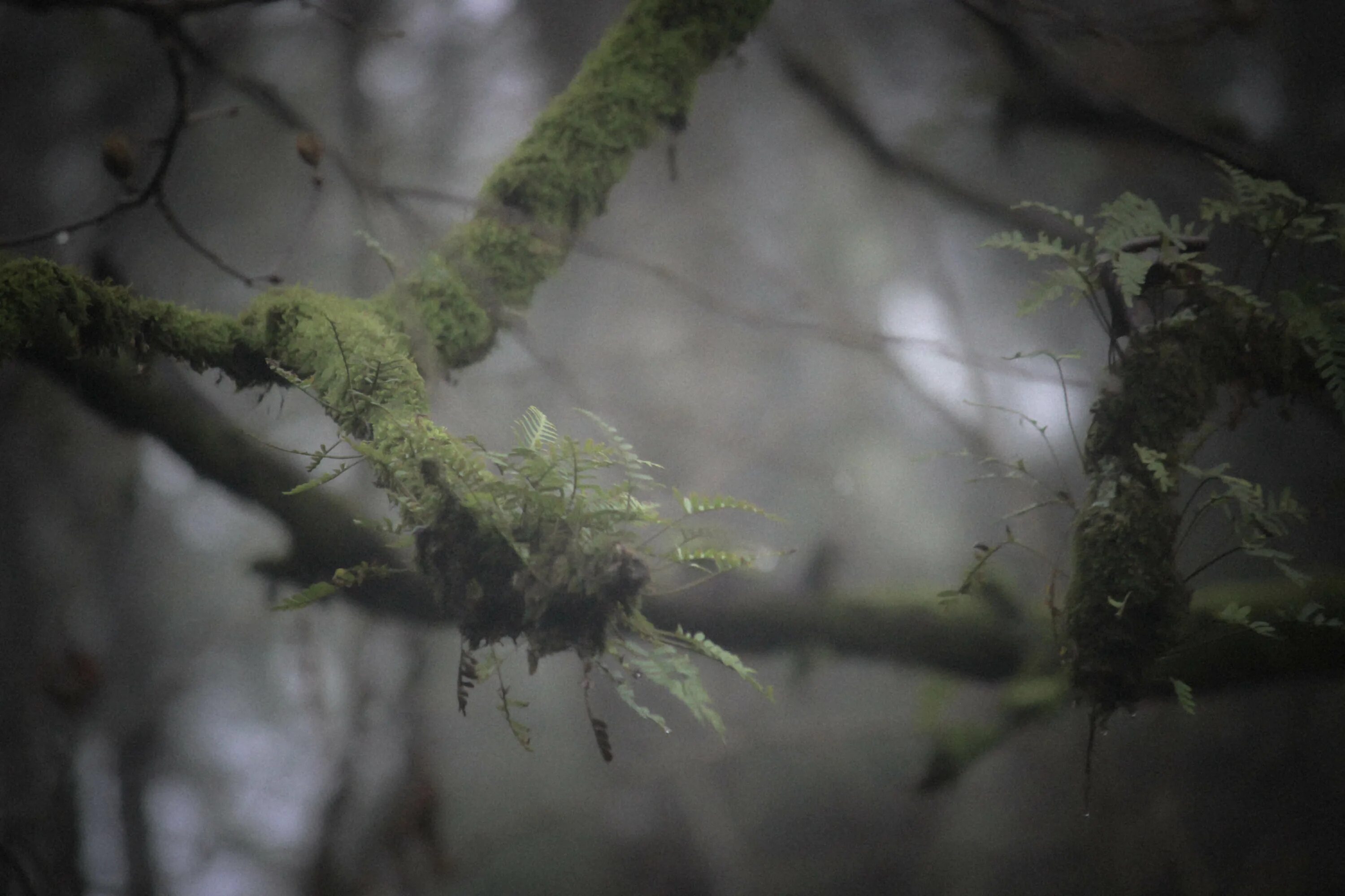 Ветвь туманного дерева. Мох в тумане. Мох на ветках деревьев. Лес ветки туман. Туман мох Эстетика.