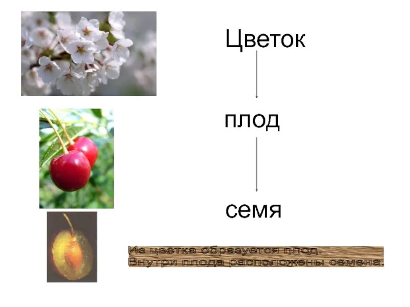 Семя это генеративный. Плоды растений. Плод с семенами растения. Плоды цветковых растений. Растения которые образуют плоды.