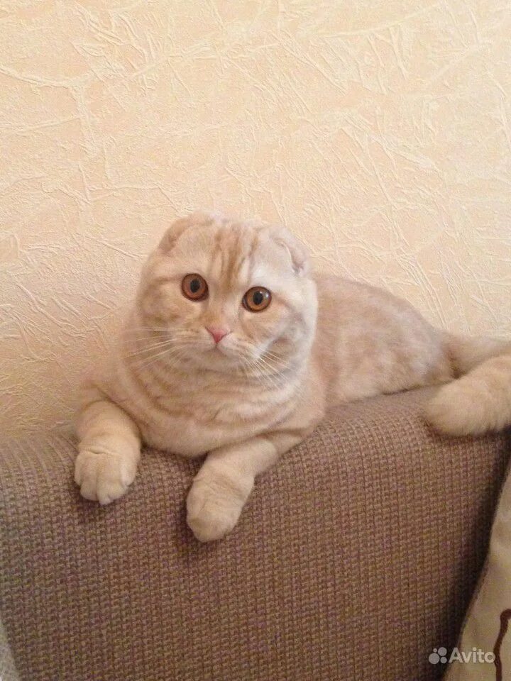 Шотландская вислоухая тоби. Вислоухий кот серый в полоску. Шиншилла британская кошка серая серая. Кот для вязки британец. Вислоухий шотландец серый.